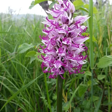 Apartma Istra Zora * Secovlje