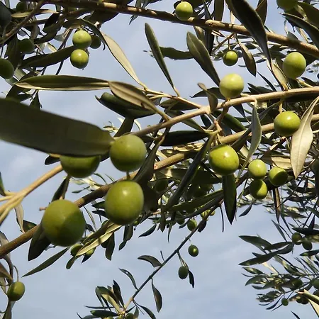 Apartman Apartma Istra Zora Secovlje