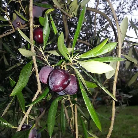 Apartma Istra Zora Apartman Secovlje