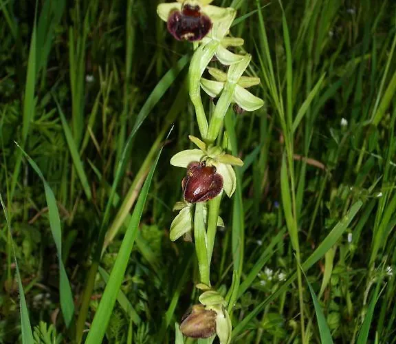 Appartement Apartma Istra Zora Sečovlje