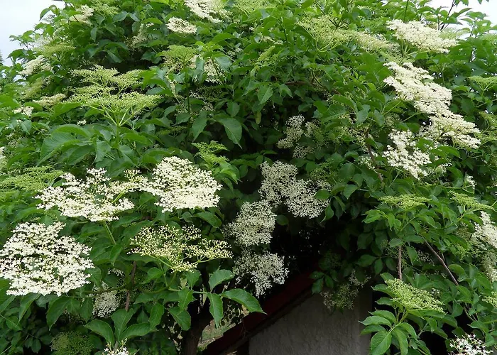 Appartement Apartma Istra Zora *