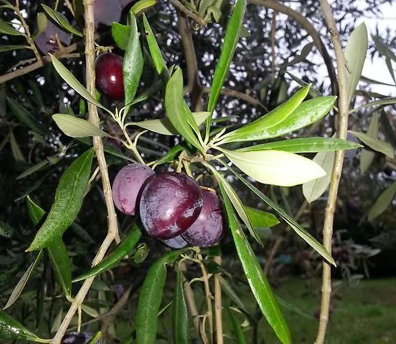 Apartma Istra Zora Appartement Sečovlje