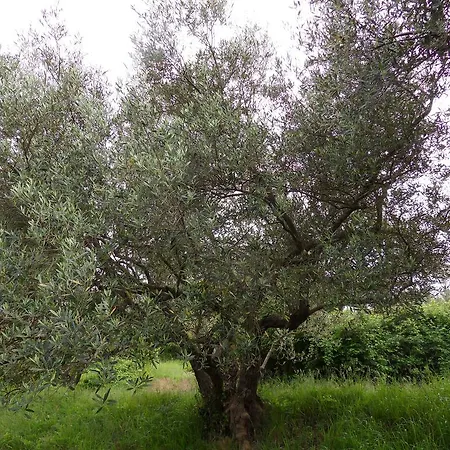Appartement Apartma Istra Zora *