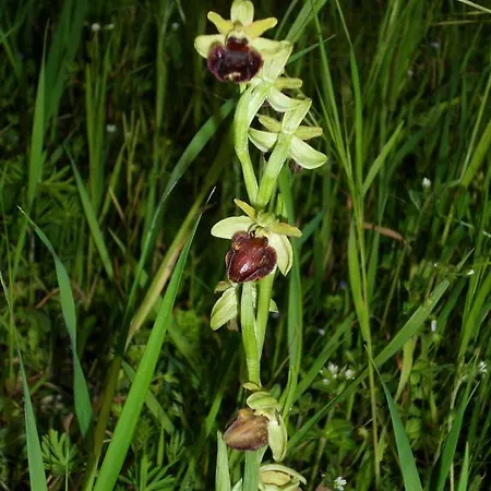 Appartement Apartma Istra Zora Sečovlje