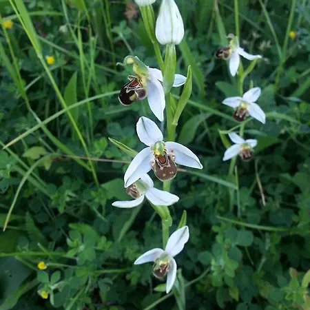 Appartement Apartma Istra Zora Sečovlje