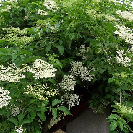 Appartement Apartma Istra Zora *