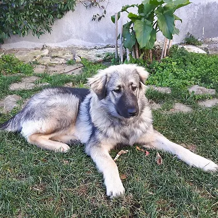 Апартаменты Apartma Istra Zora *