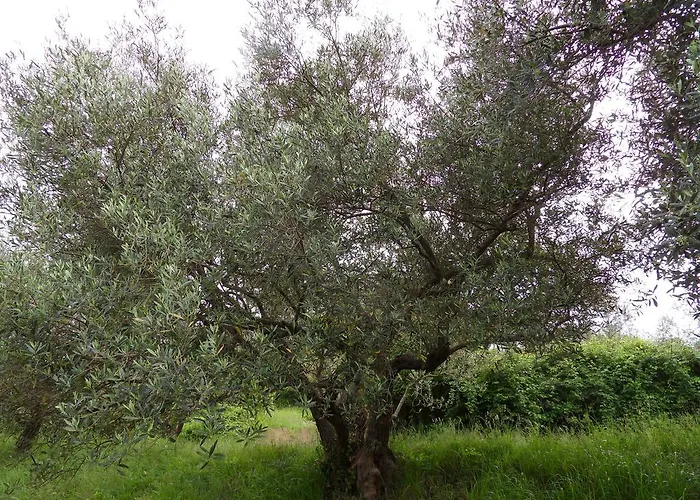 Διαμέρισμα Apartma Istra Zora *