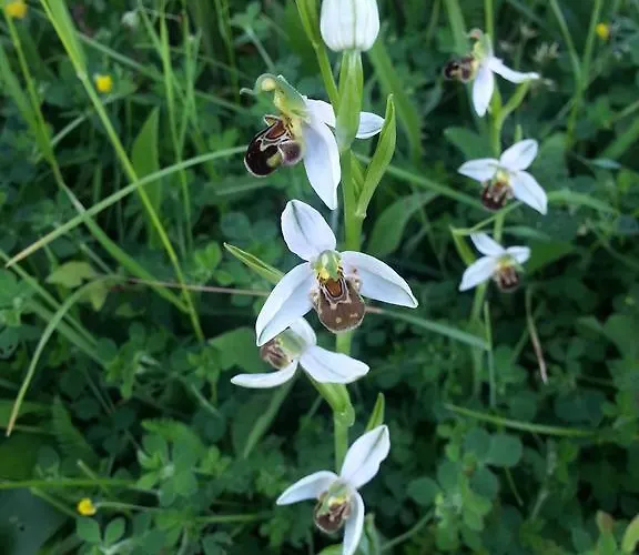 Διαμέρισμα Apartma Istra Zora Sečovlje