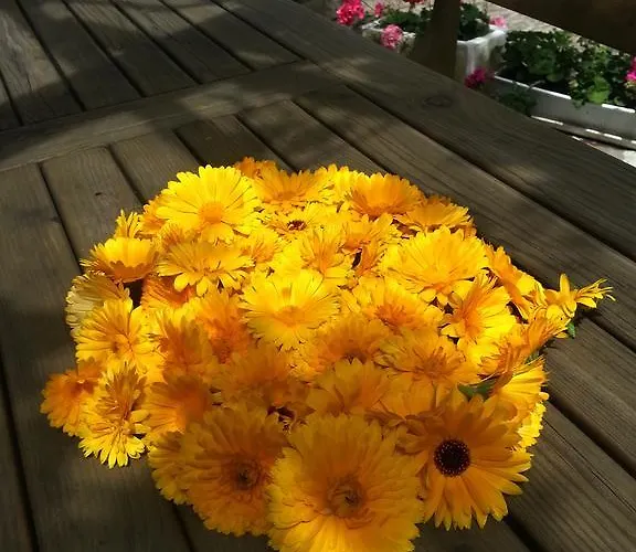 Διαμέρισμα Apartma Istra Zora Sečovlje