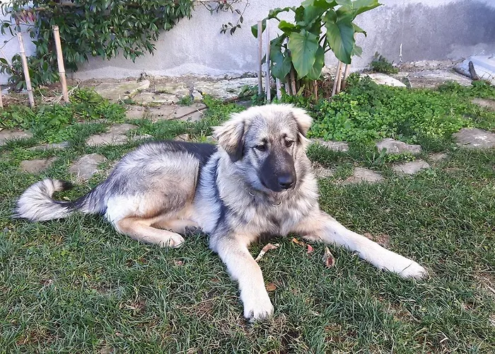 Διαμέρισμα Apartma Istra Zora *